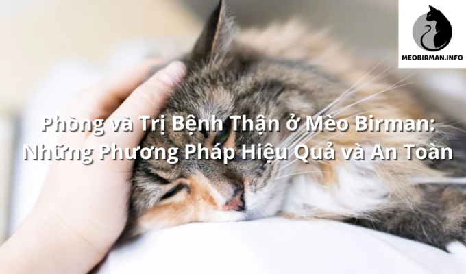 Phòng và Trị Bệnh Thận ở Mèo Birman: Những Phương Pháp Hiệu Quả và An Toàn