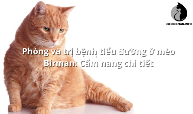 Phòng và trị bệnh tiểu đường ở mèo Birman: Cẩm nang chi tiết