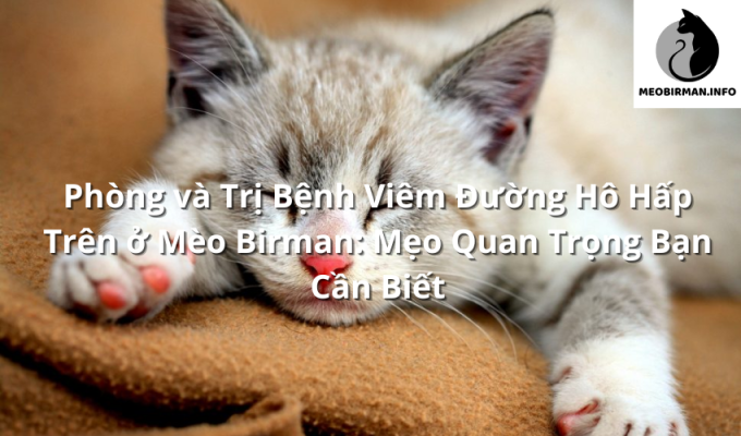 Phòng và Trị Bệnh Viêm Đường Hô Hấp Trên ở Mèo Birman: Mẹo Quan Trọng Bạn Cần Biết