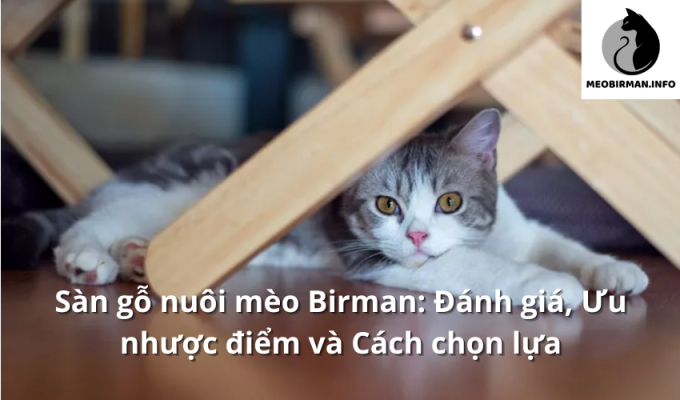 Sàn gỗ nuôi mèo Birman: Đánh giá, Ưu nhược điểm và Cách chọn lựa