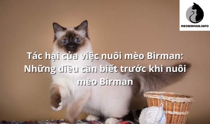 Tác hại của việc nuôi mèo Birman: Những điều cần biết trước khi nuôi mèo Birman