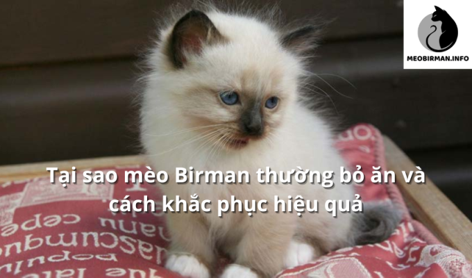 Tại sao mèo Birman thường bỏ ăn và cách khắc phục hiệu quả