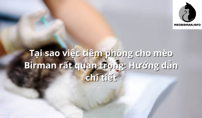 Tại sao việc tiêm phòng cho mèo Birman rất quan trọng: Hướng dẫn chi tiết