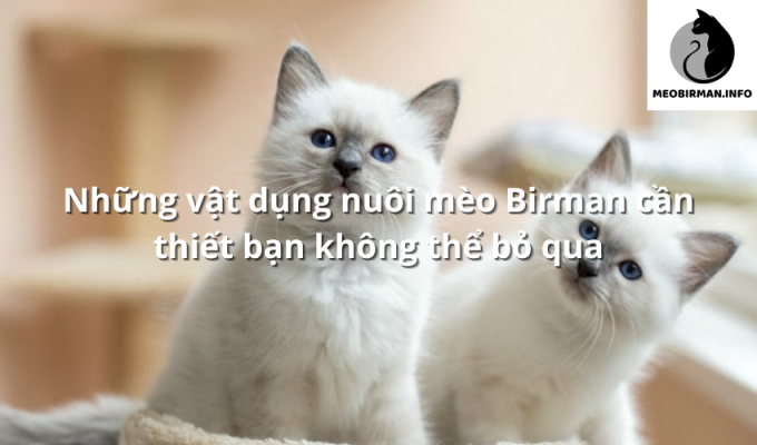 Những vật dụng nuôi mèo Birman cần thiết bạn không thể bỏ qua